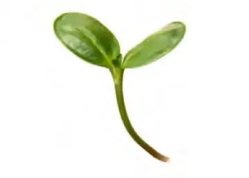 Microgreens Sunflower 16oz