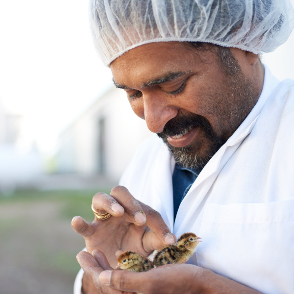 Spring Creek Quail Farm