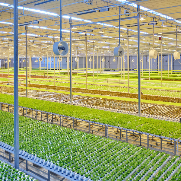 Sensei Farms Greenhouse