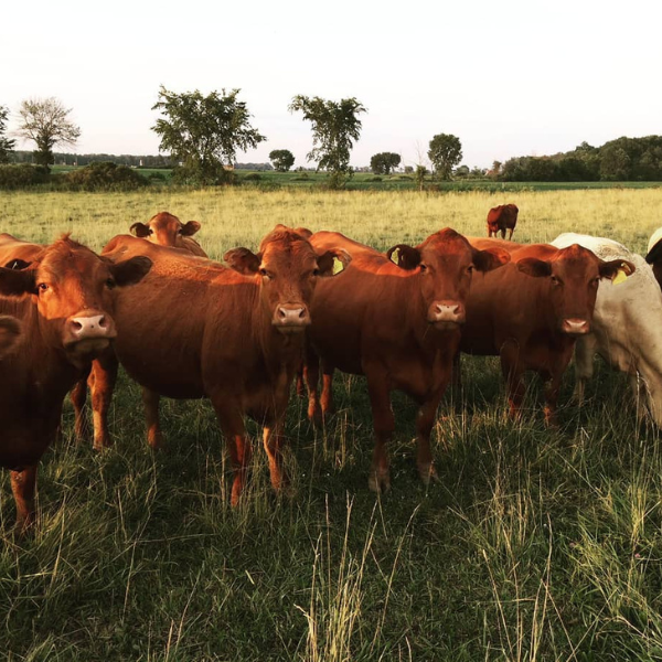 Image of cows from The Packing House