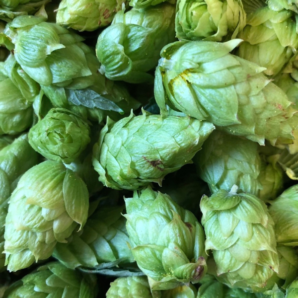 Wolfe Island Hopyard Hops
